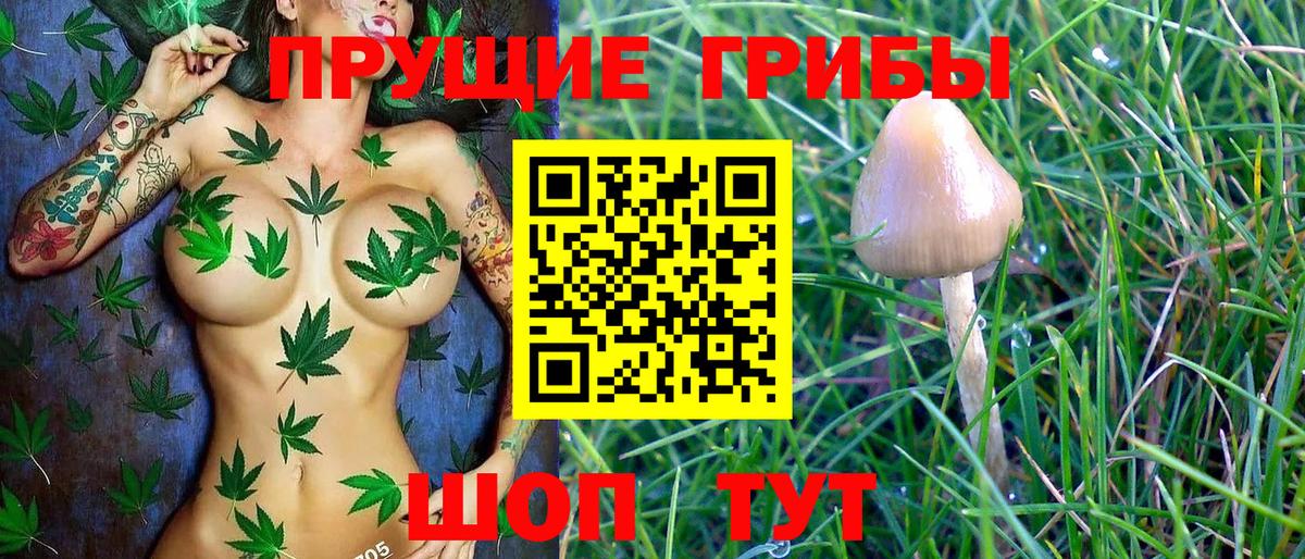 Псилоцибиновые грибы GOLDEN TEACHER Курчалой